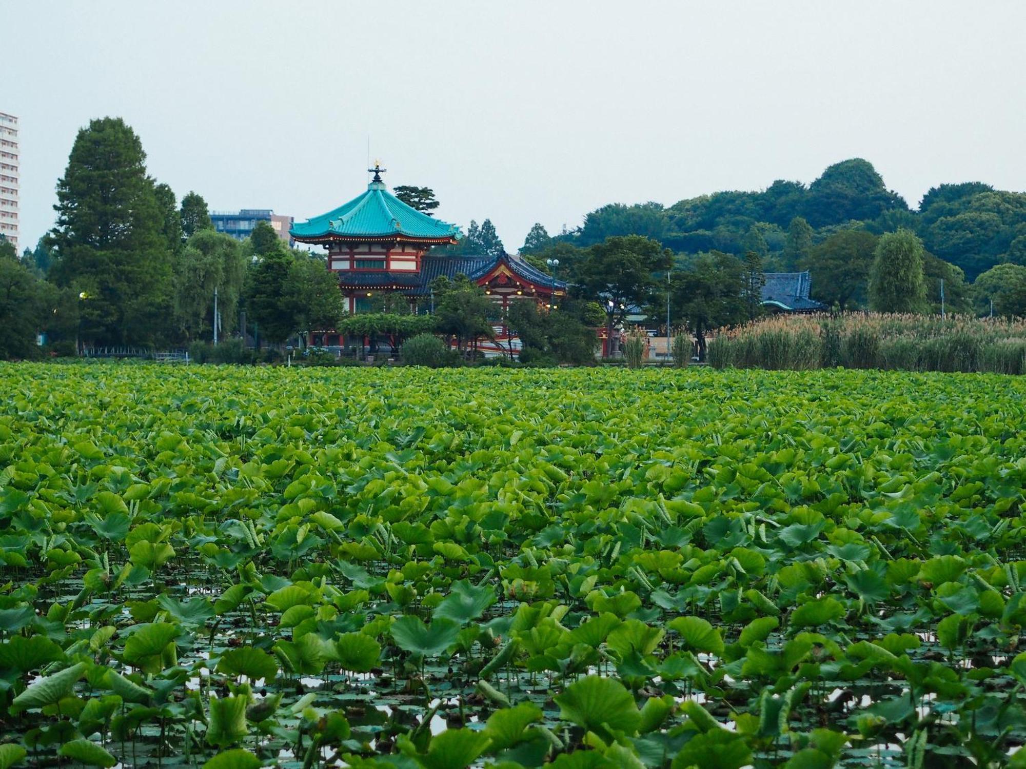 Tora Asakusa Auberge de jeunesse
